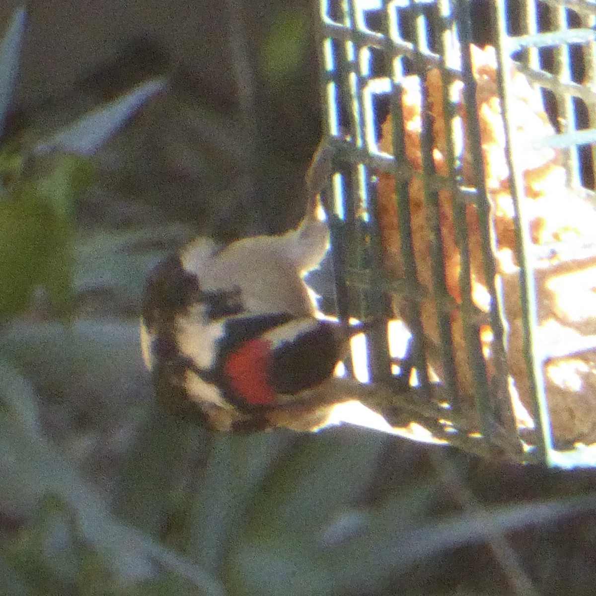 Downy Woodpecker - ML646802853