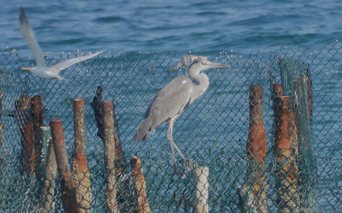 Хөх дэглий - ML646802854