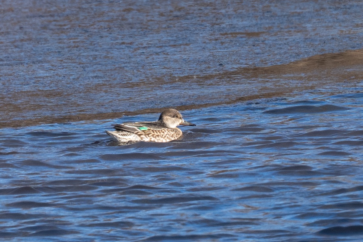 Ногоохон нугас - ML646802857