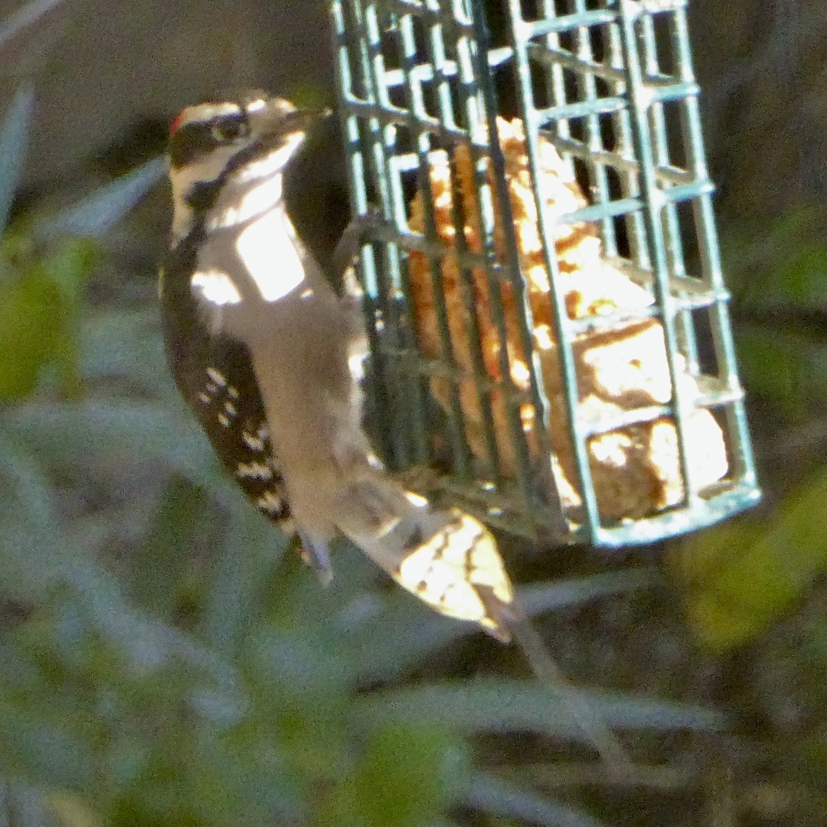 Downy Woodpecker - ML646802858
