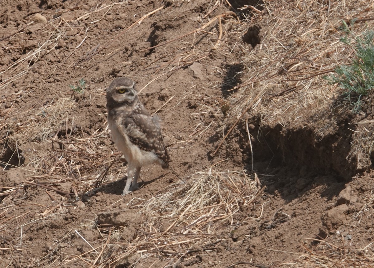 Burrowing Owl - ML646802865