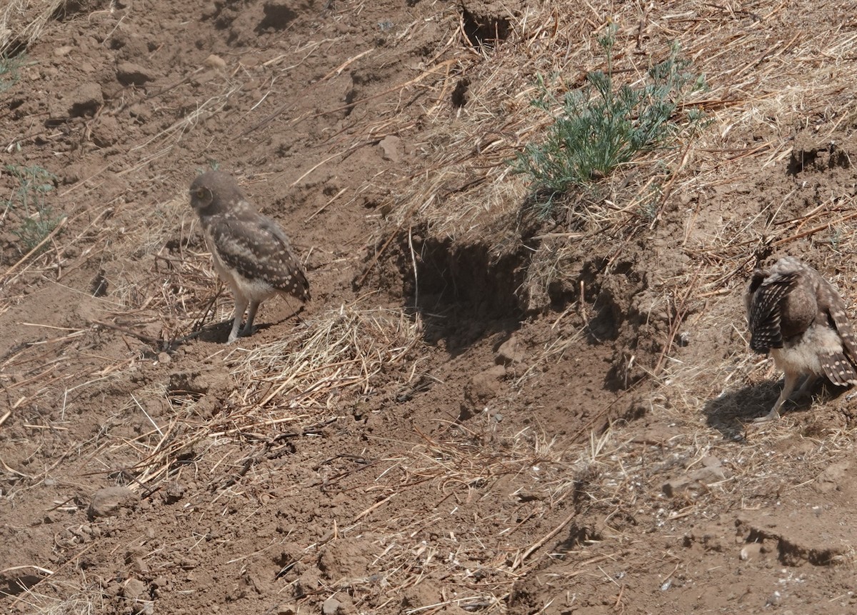 Burrowing Owl - ML646802867