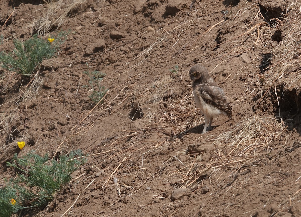 Burrowing Owl - ML646802868