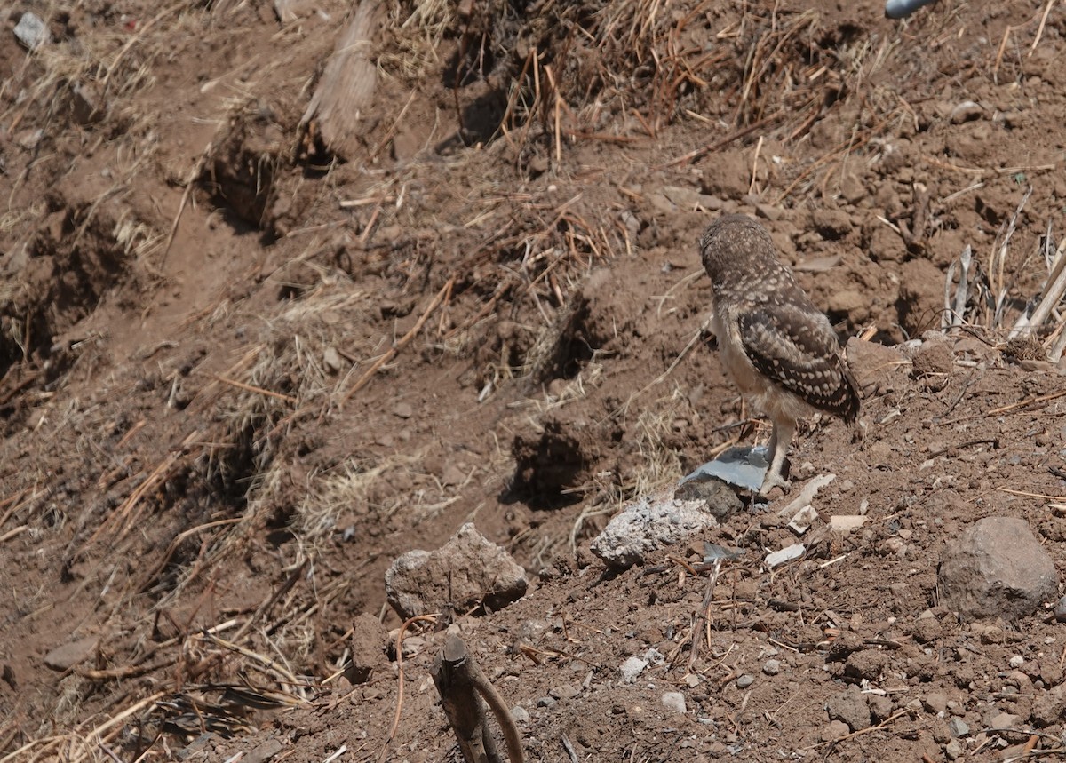 Burrowing Owl - ML646802869