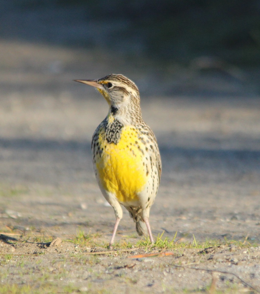 Шпаркос західний - ML646802870