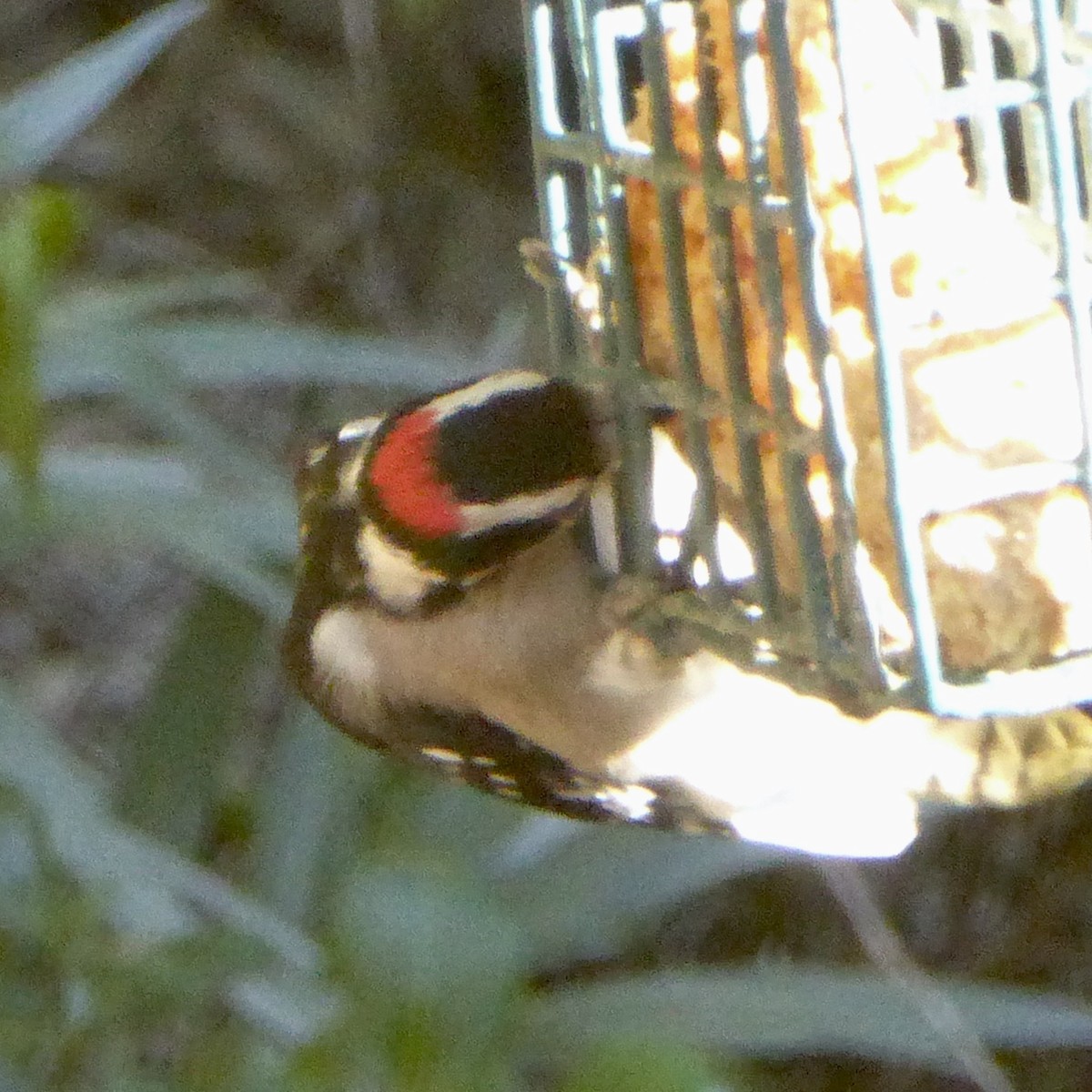 Downy Woodpecker - ML646802871