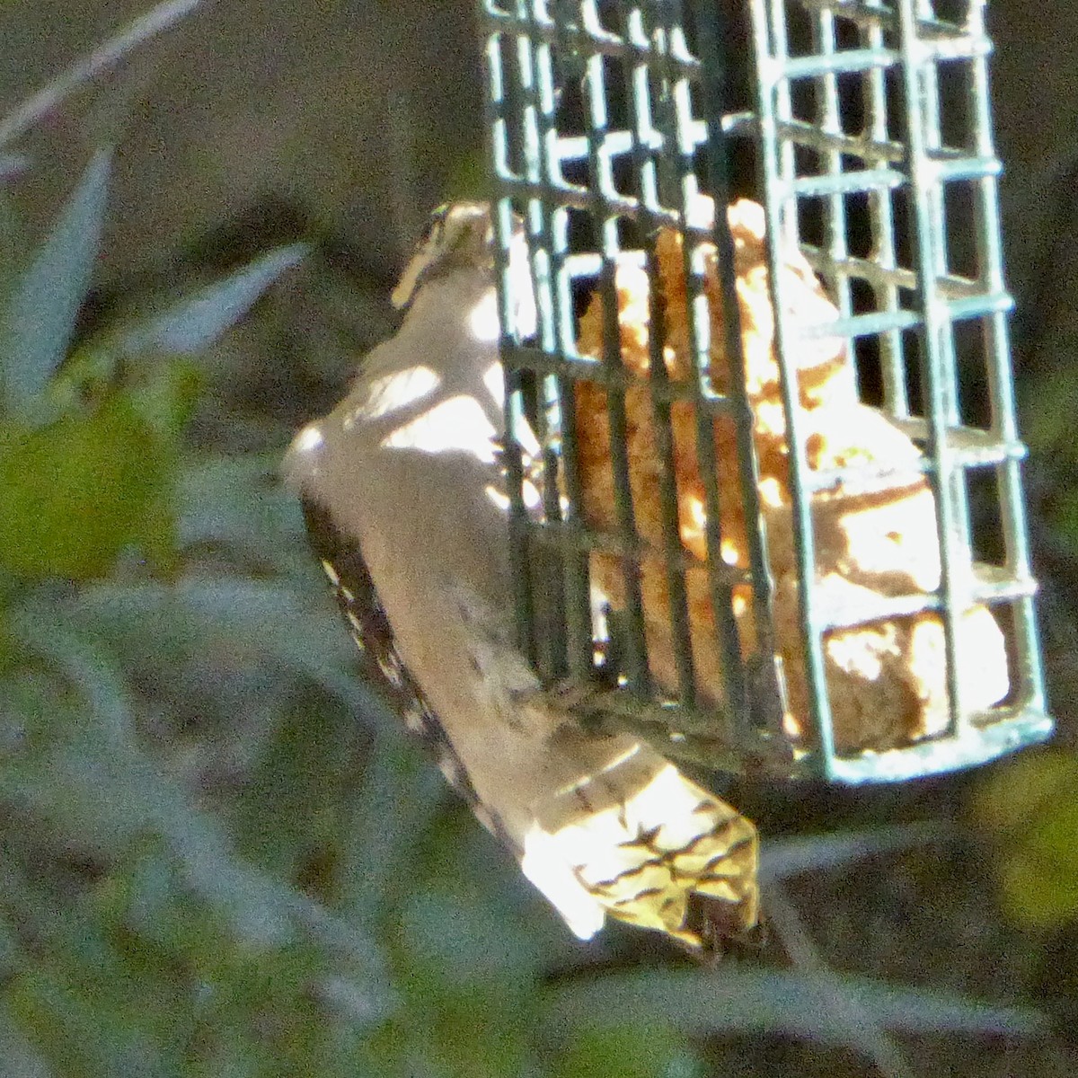 Downy Woodpecker - ML646802877