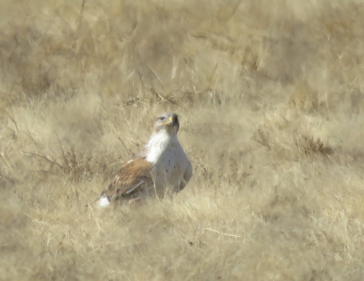 Ferruginous Hawk - ML646802878