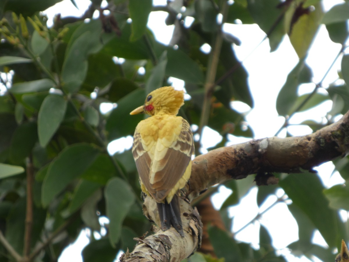 Cream-colored Woodpecker - ML646802879