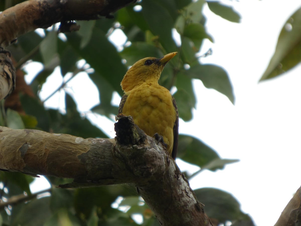 Cream-colored Woodpecker - ML646802880