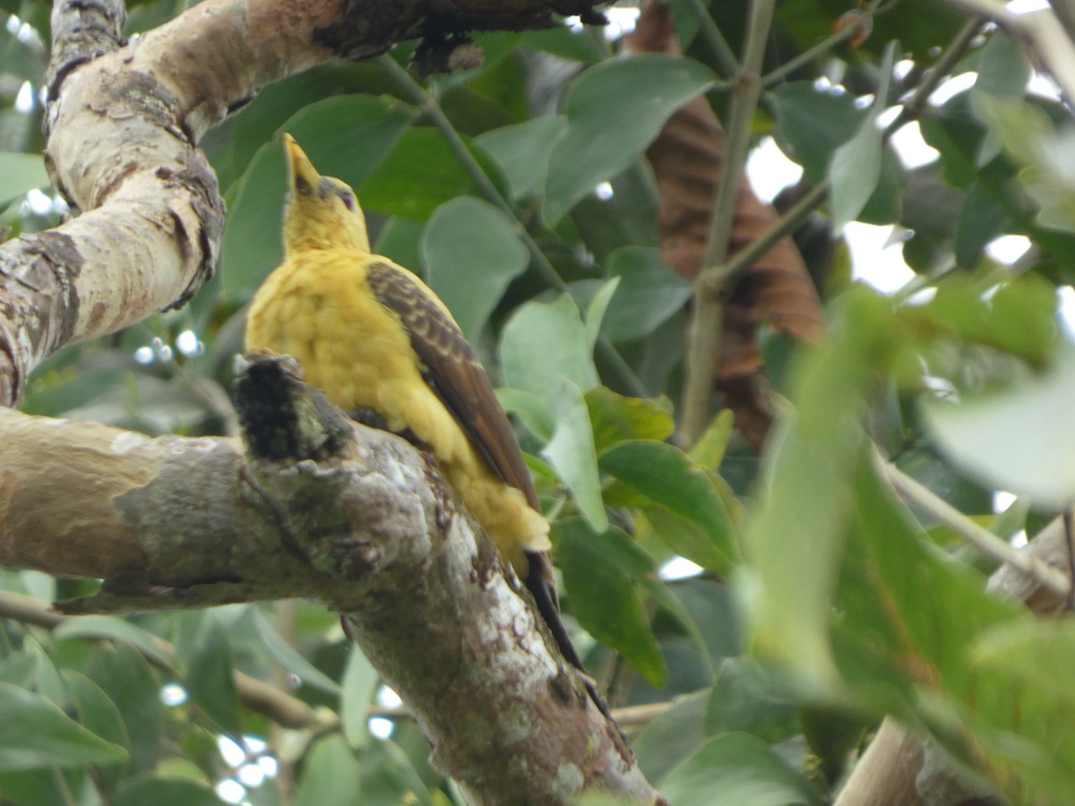 Cream-colored Woodpecker - ML646802881