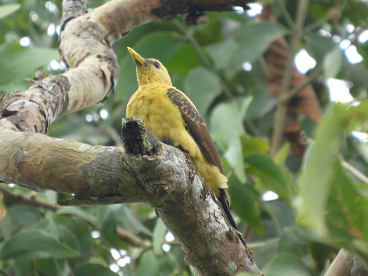 Cream-colored Woodpecker - ML646802882