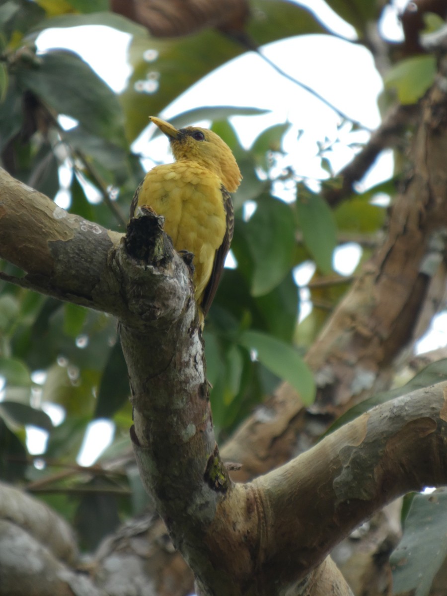 Cream-colored Woodpecker - ML646802883