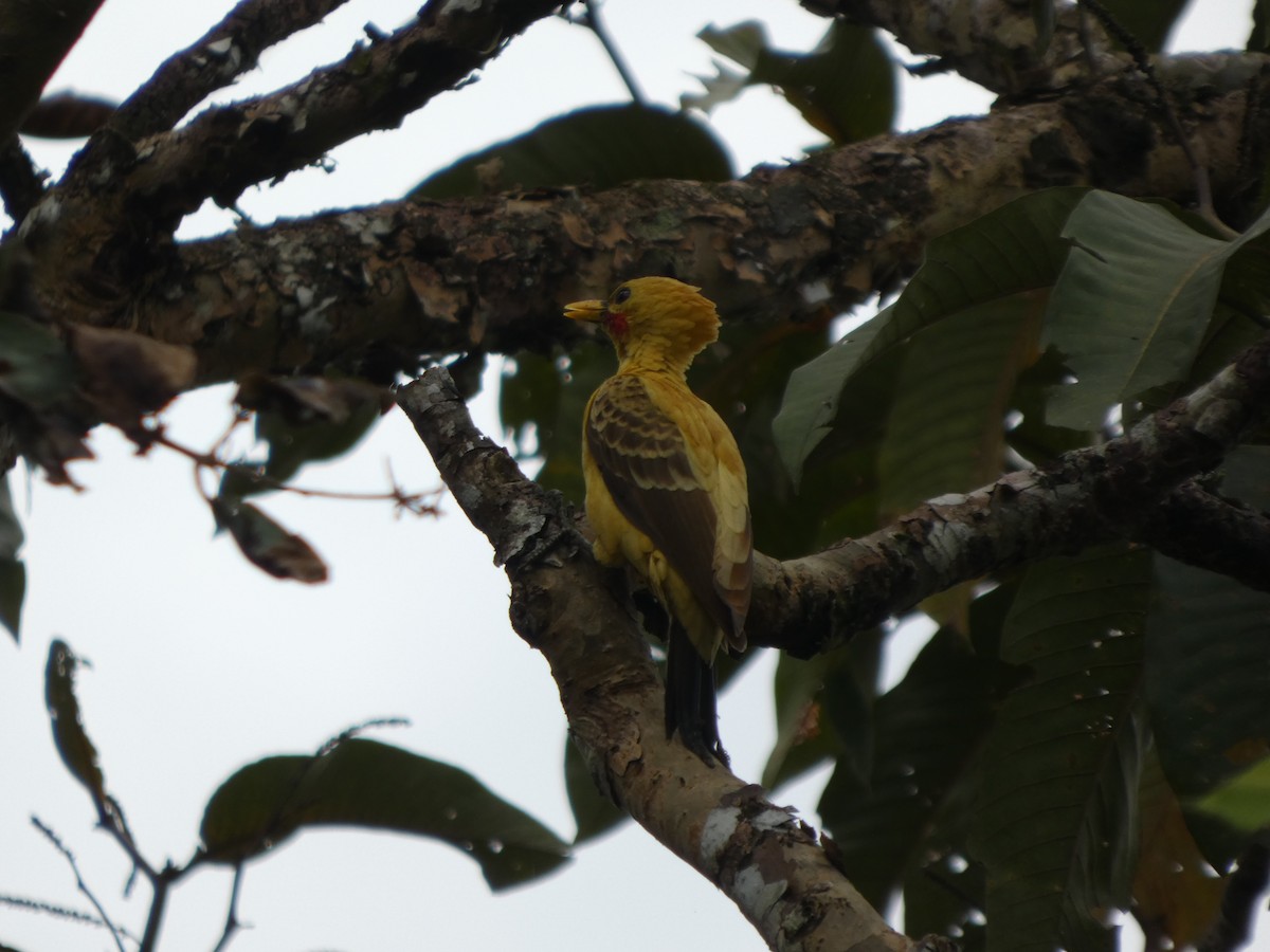 Cream-colored Woodpecker - ML646802884
