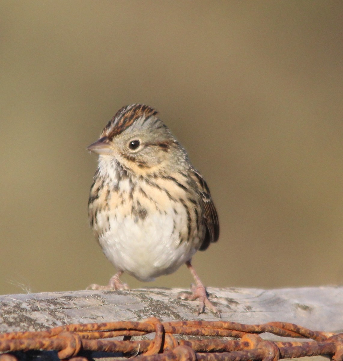 Пасовка вохриста - ML646802886