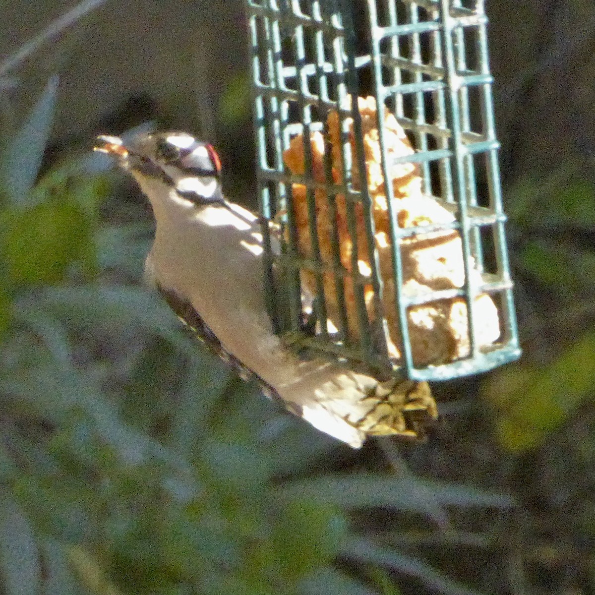 Downy Woodpecker - ML646802887