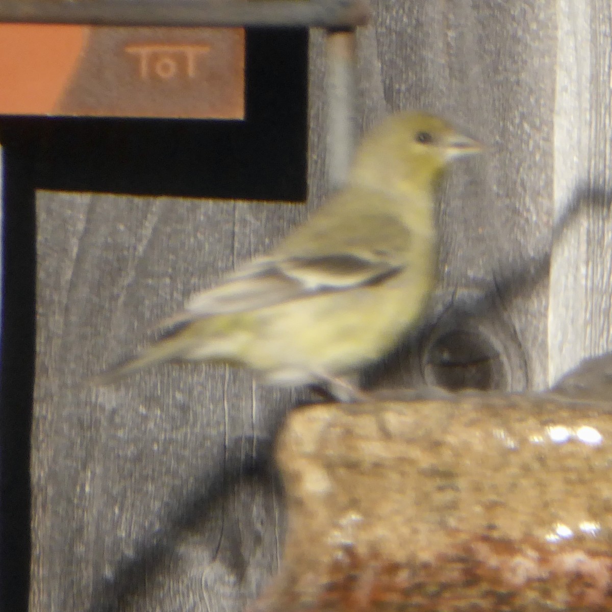 Lesser Goldfinch - ML646802888