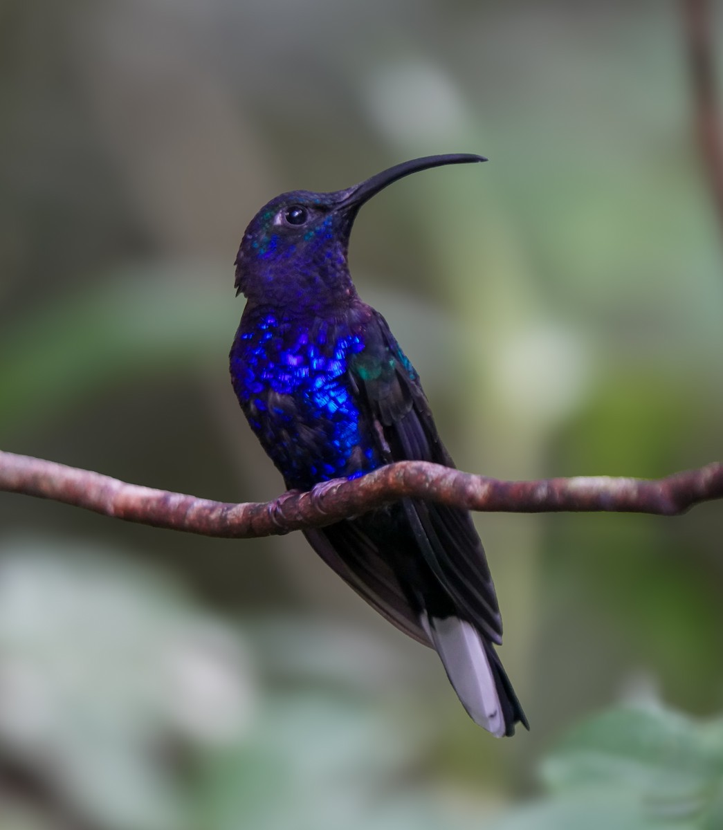 Violettdegenflügel - ML646802889