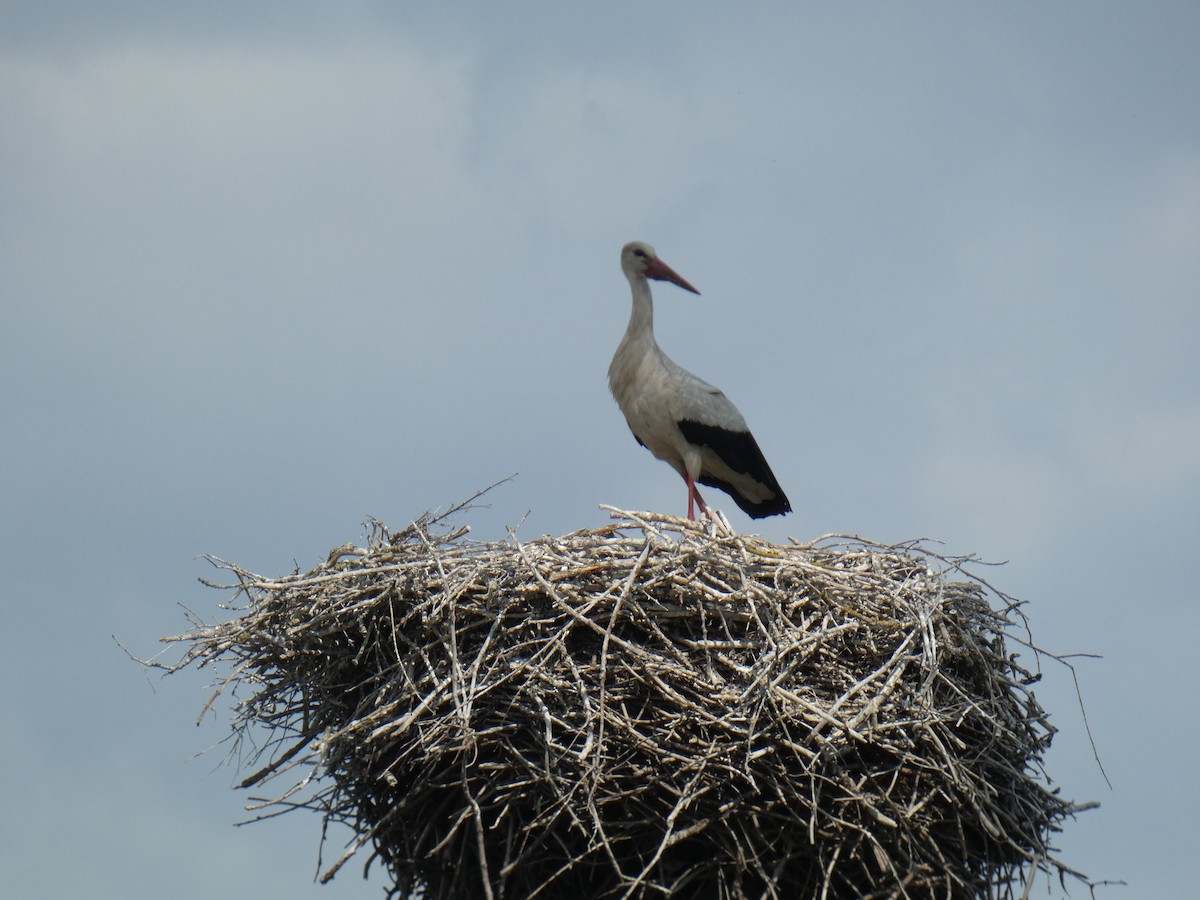 White Stork - ML646802890
