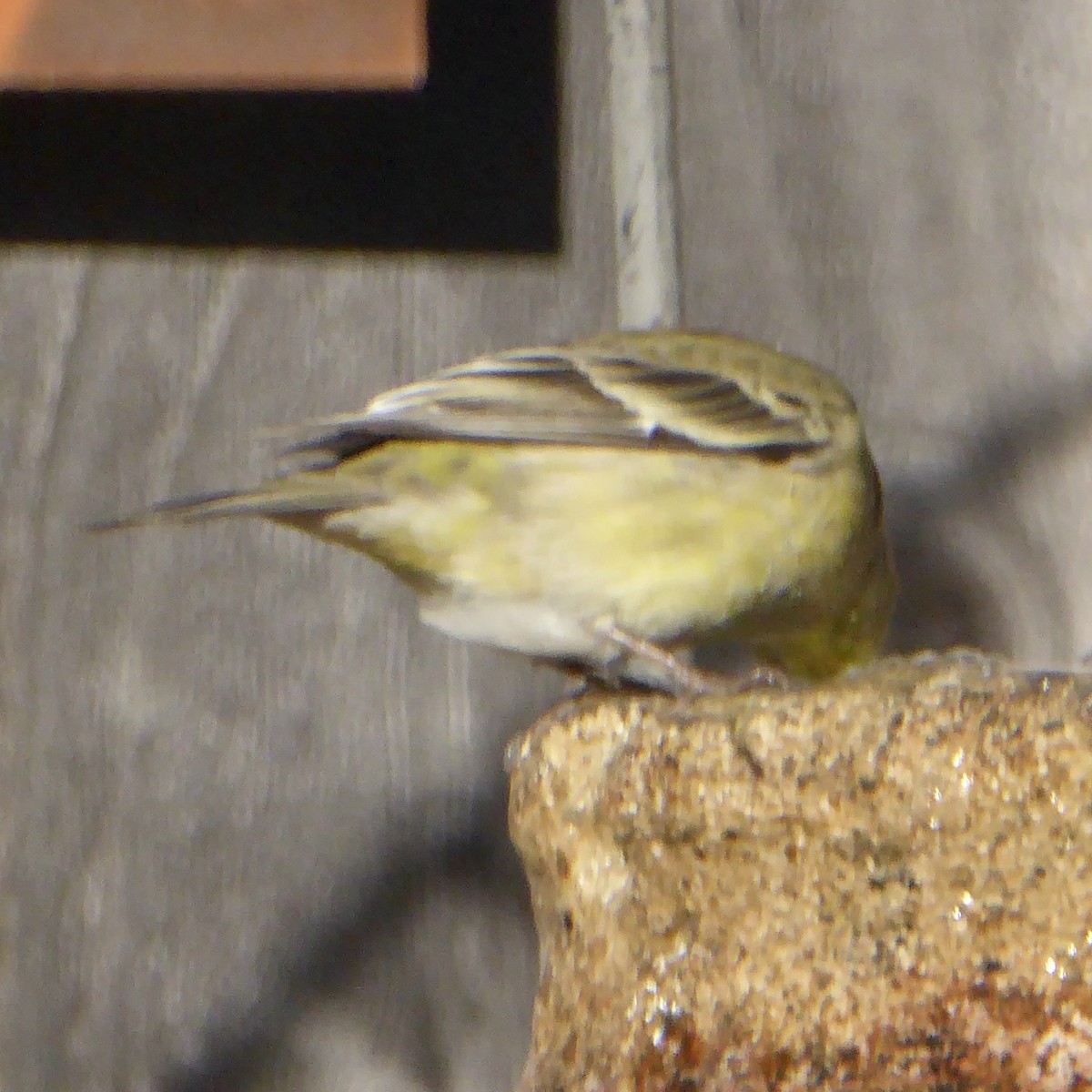 Lesser Goldfinch - ML646802892