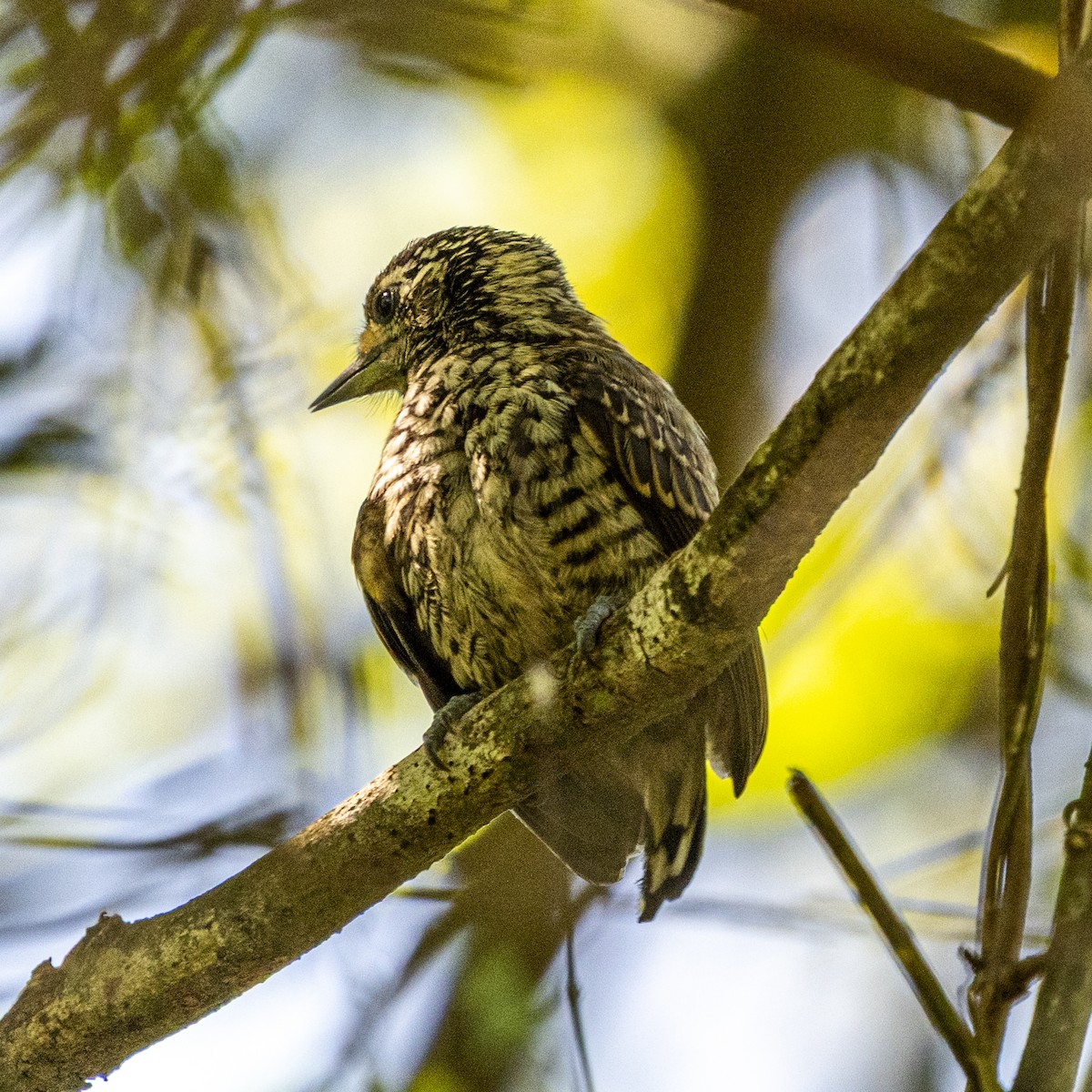 Хохлатый x Пёстрый дятелок (гибрид) - ML646802893