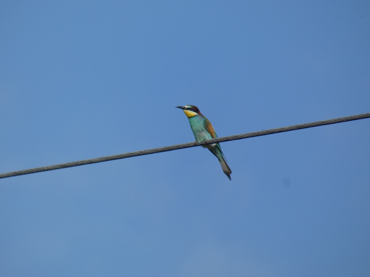 European Bee-eater - ML646802894