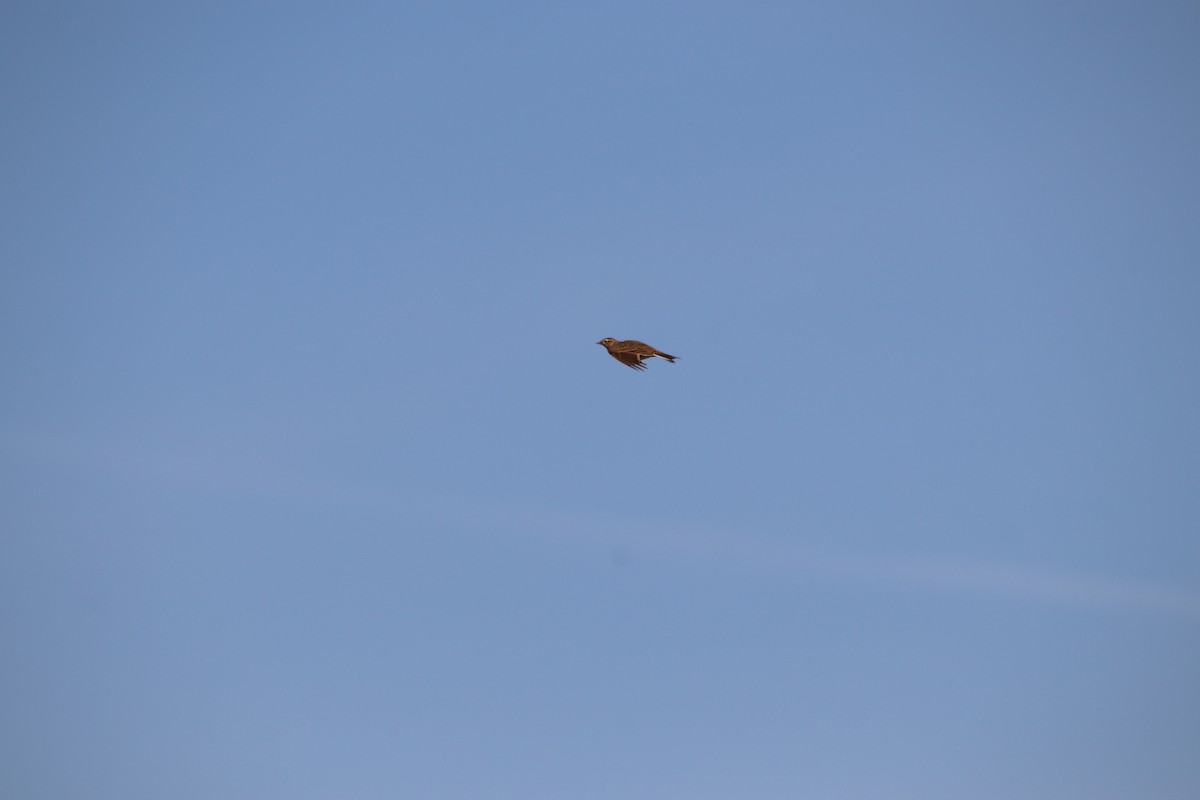 Alouette des champs - ML646802895