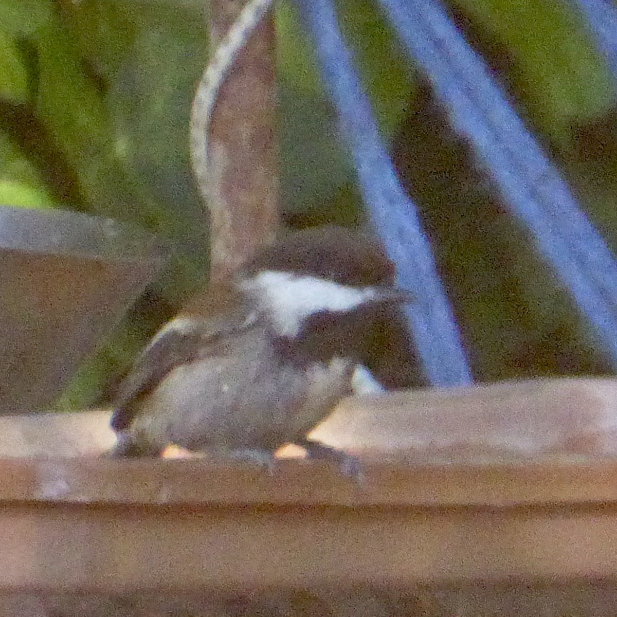 Chestnut-backed Chickadee - ML646802896