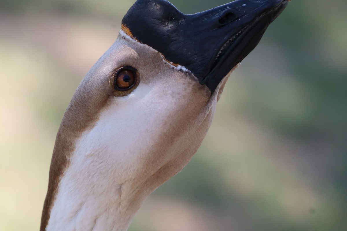 Swan Goose - ML646802897