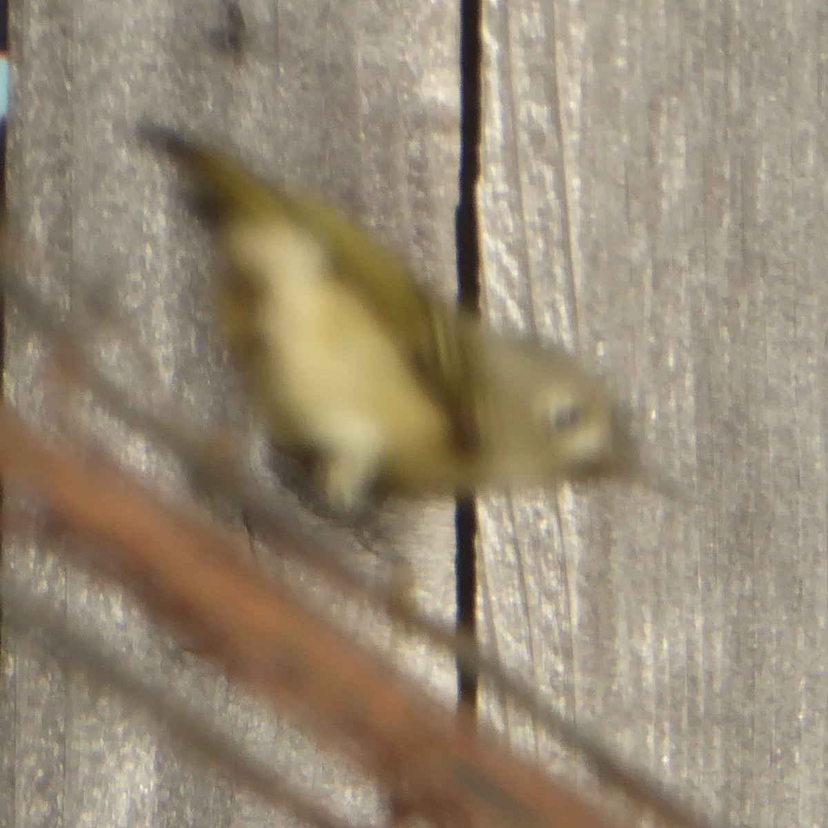 מלכילון אמריקני - ML646802904