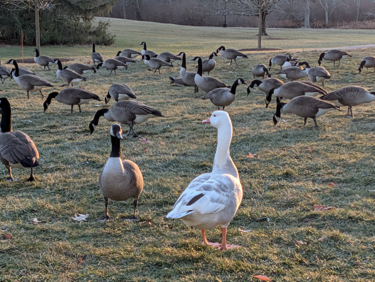 Anser sp. (forme domestique) - ML646802908