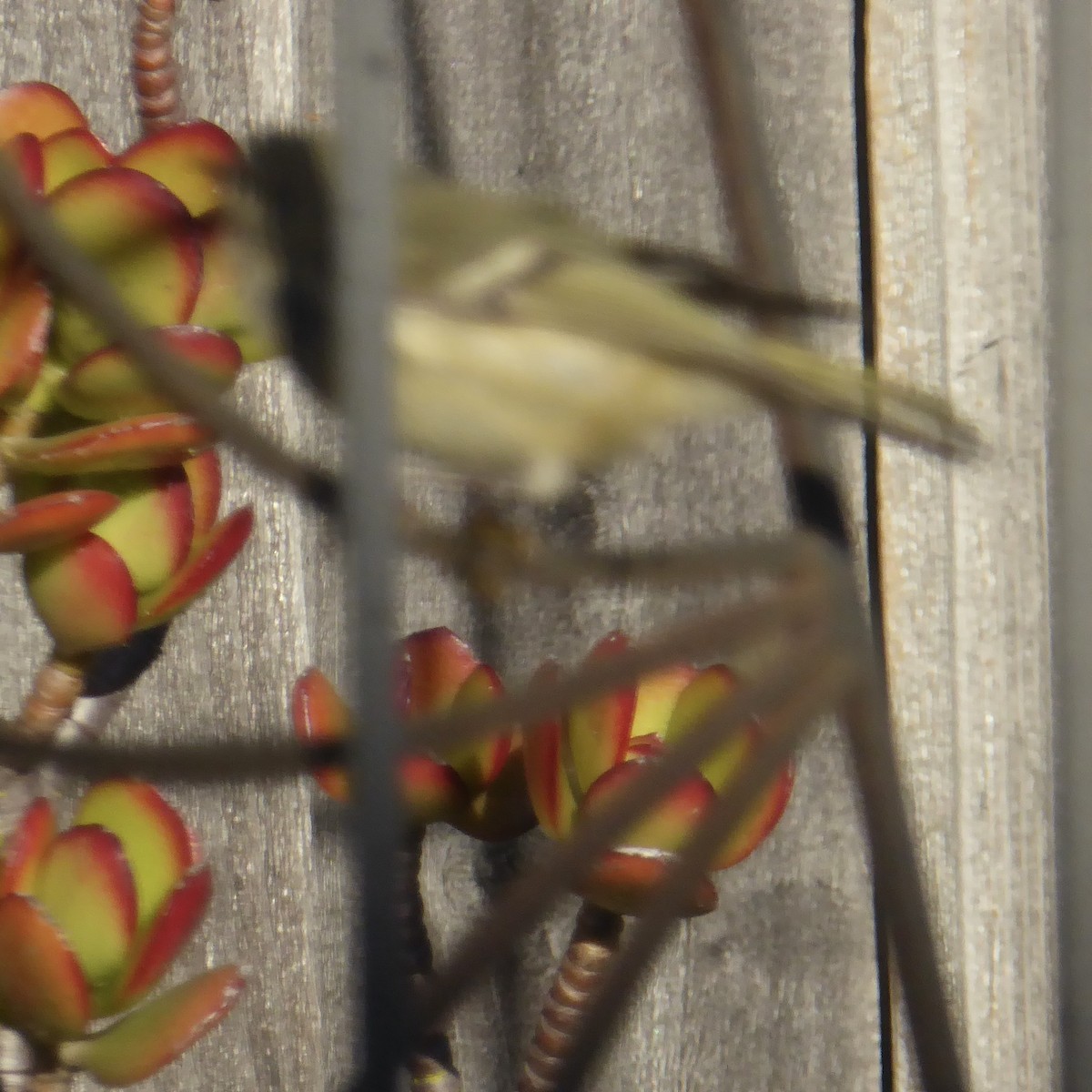 מלכילון אמריקני - ML646802909