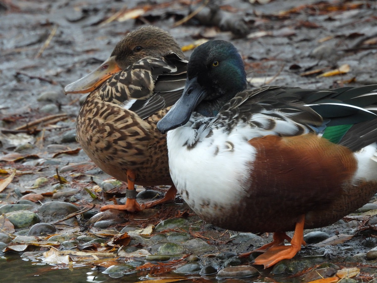 Northern Shoveler - ML646802910