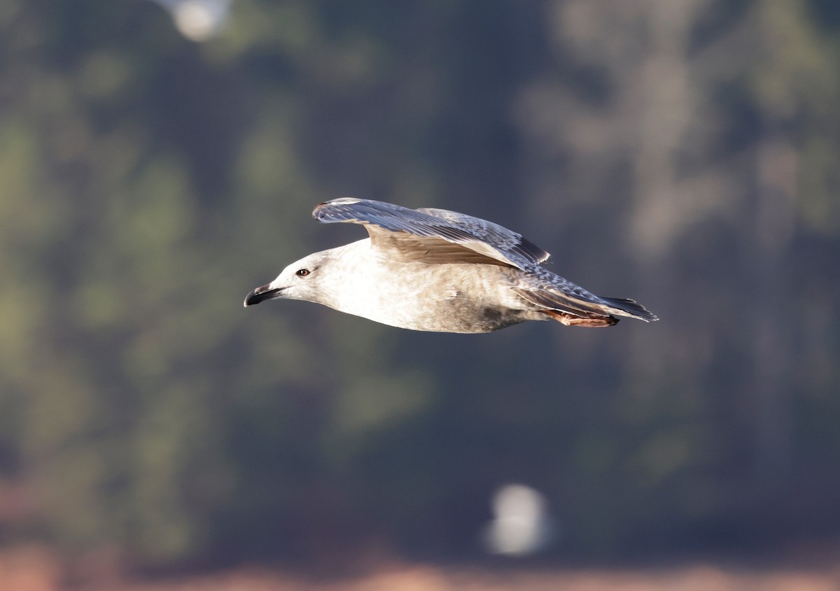 American Herring Gull - ML646802911