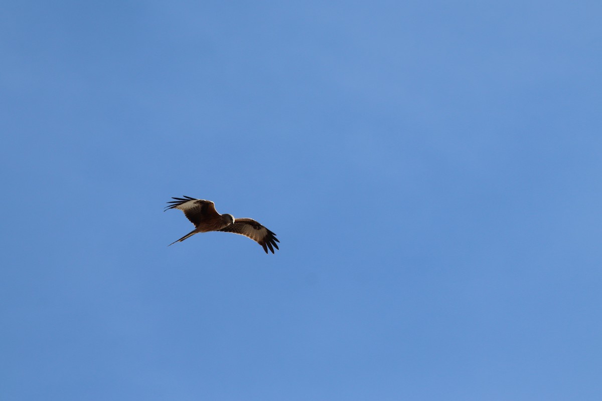 Milan royal - ML646802914