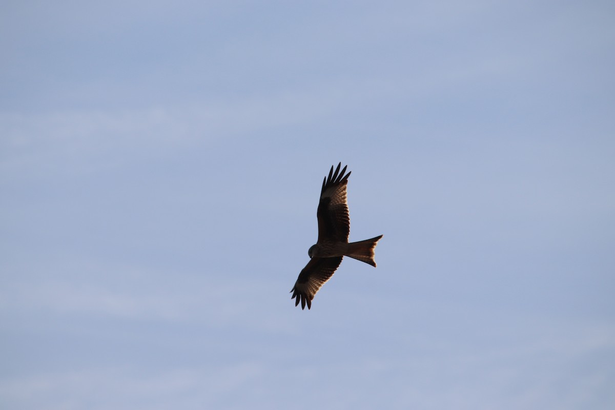 Milan royal - ML646802916