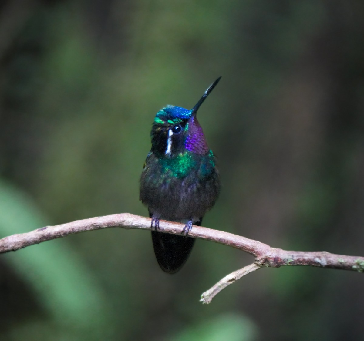 Purpurkehlnymphe - ML646802926