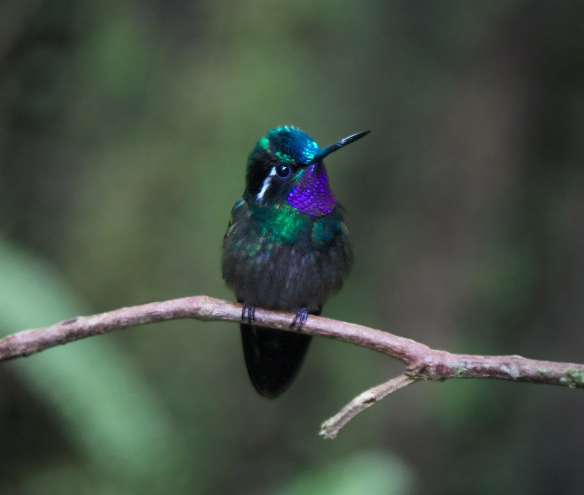 Purpurkehlnymphe - ML646802927