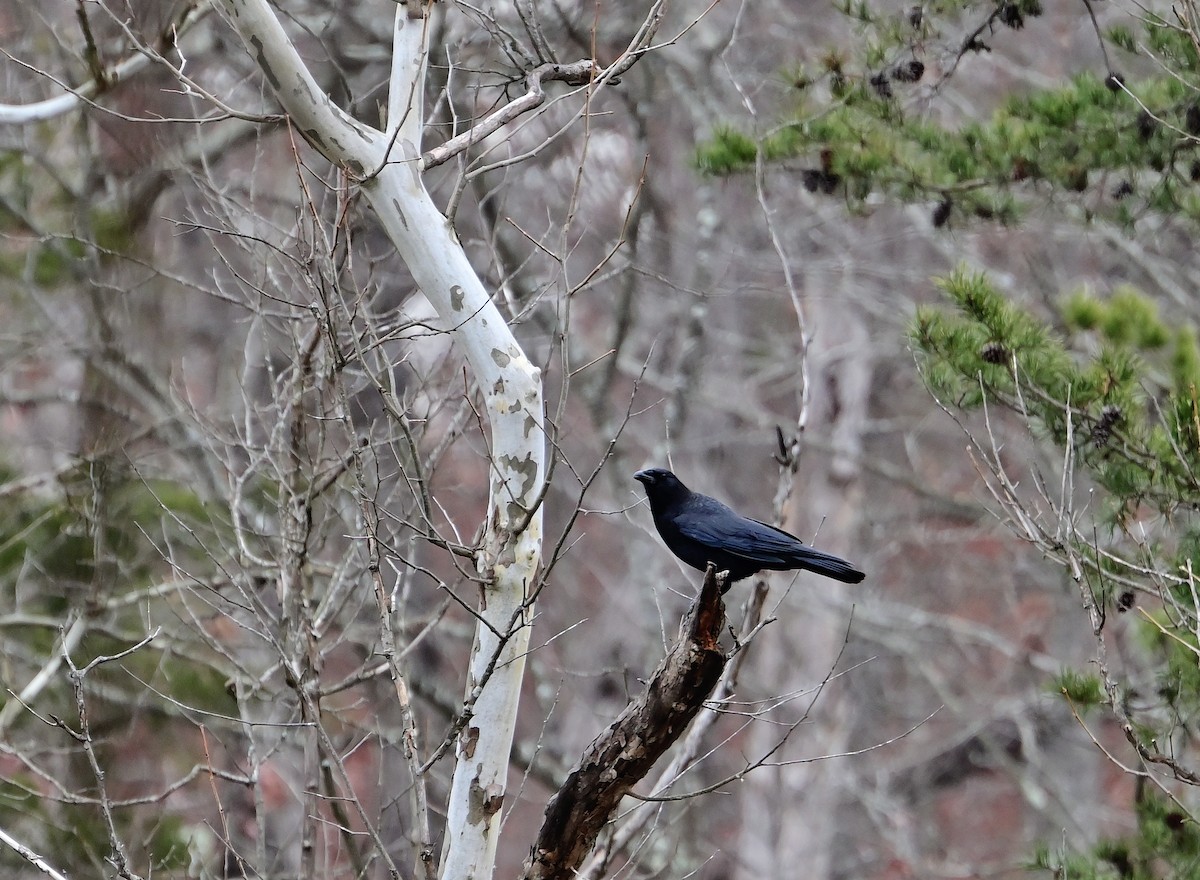 American Crow - ML646802928