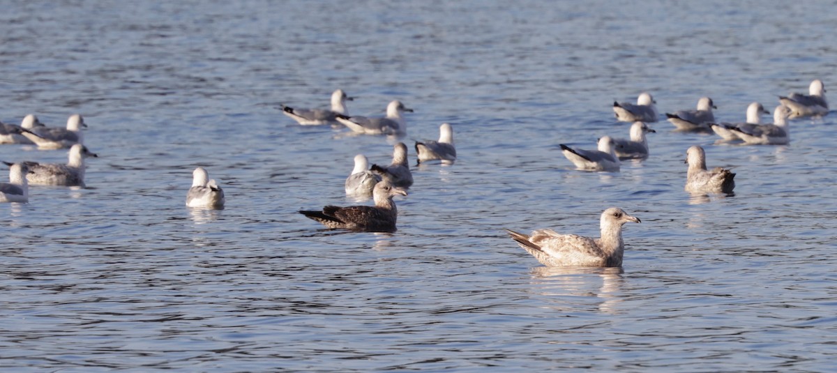American Herring Gull - ML646802929