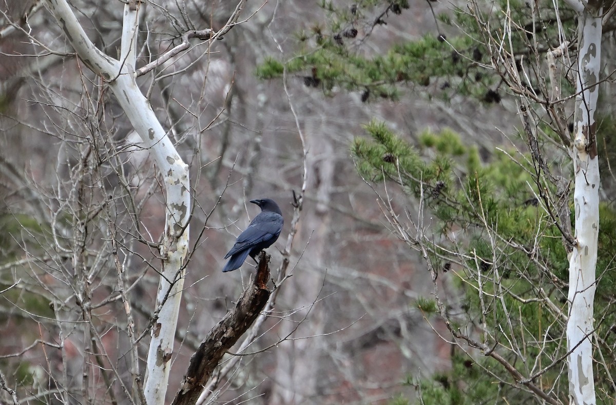 American Crow - ML646802930