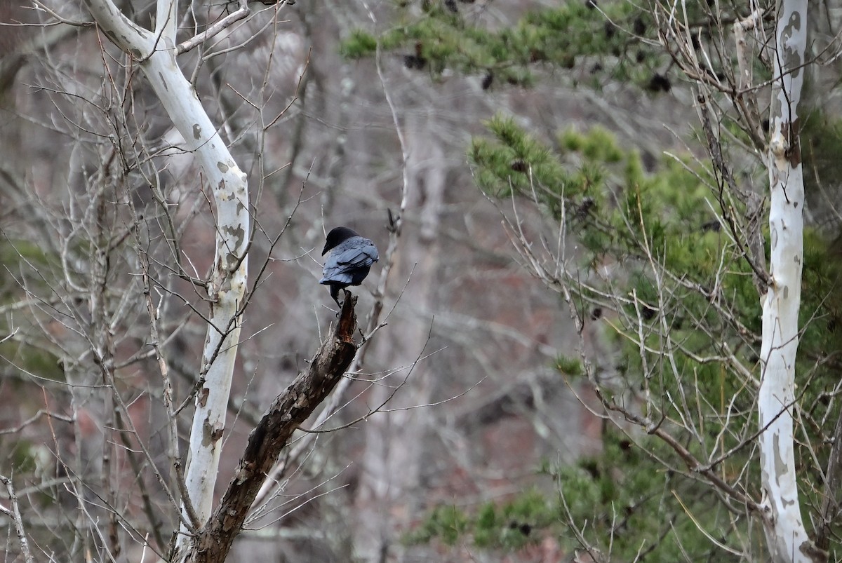 American Crow - ML646802931