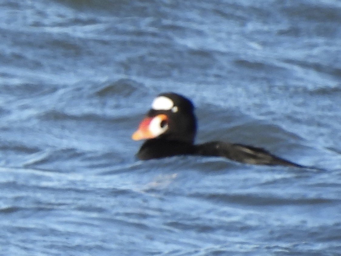 Yamalı Ördek - ML646802933