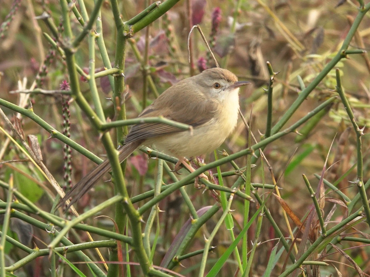 ハウチワドリ属 - ML646802934