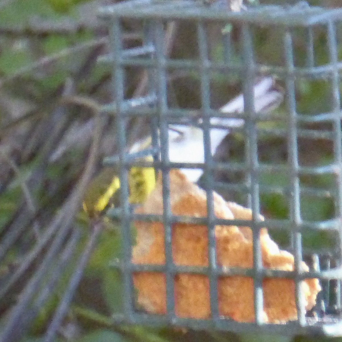 Townsend's Warbler - ML646802935
