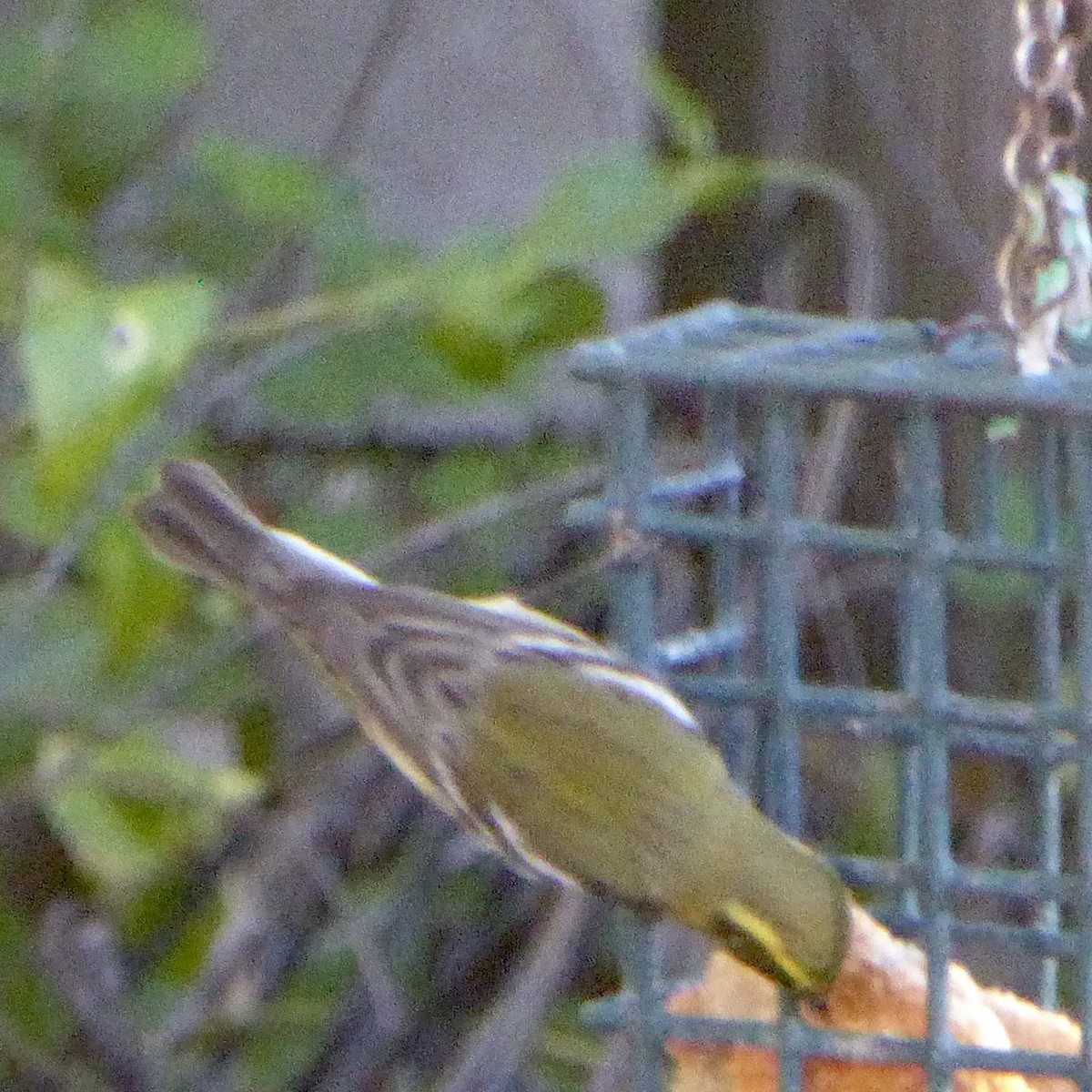Townsend's Warbler - ML646802940