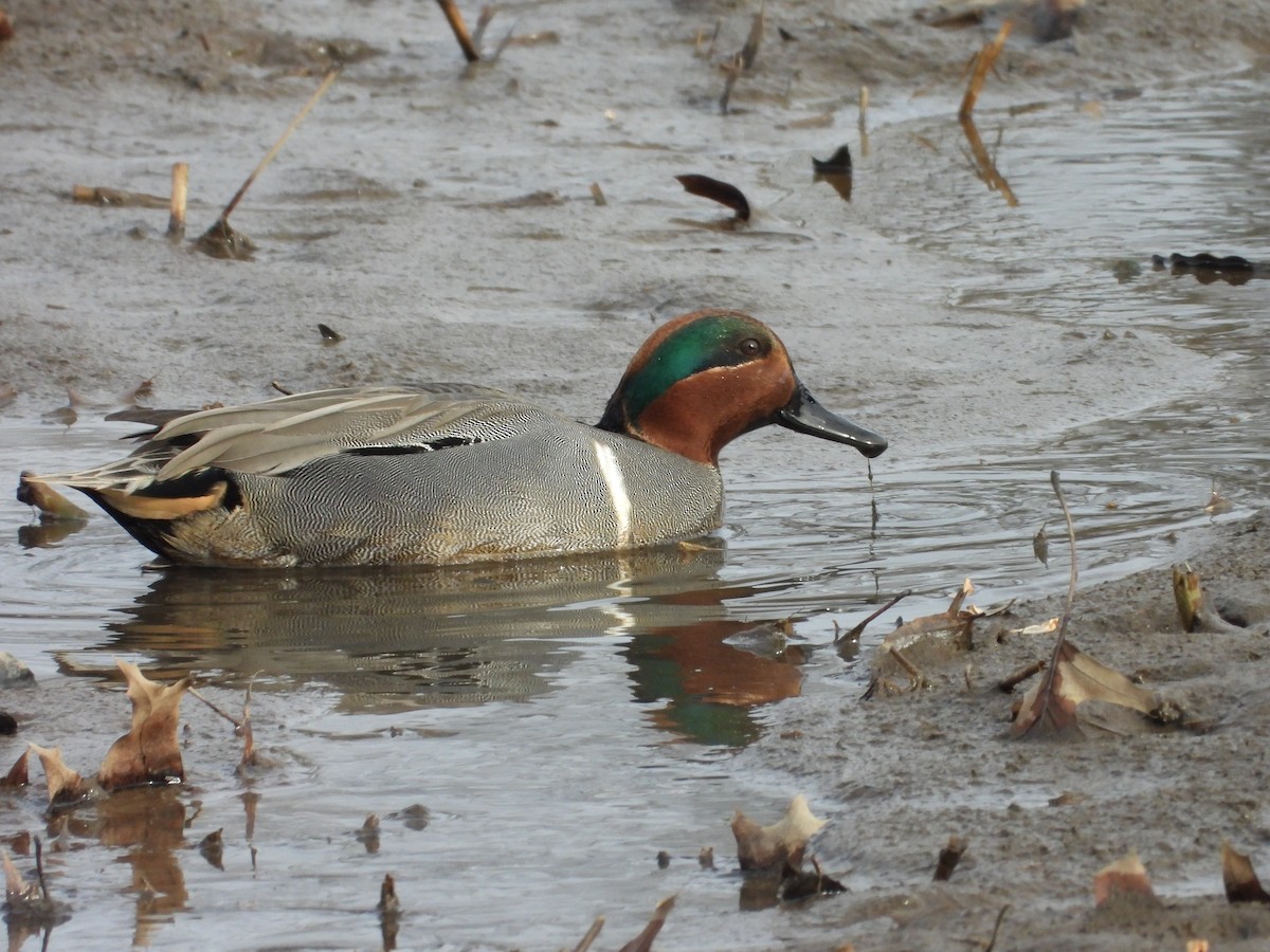 Чирянка мала - ML646802941