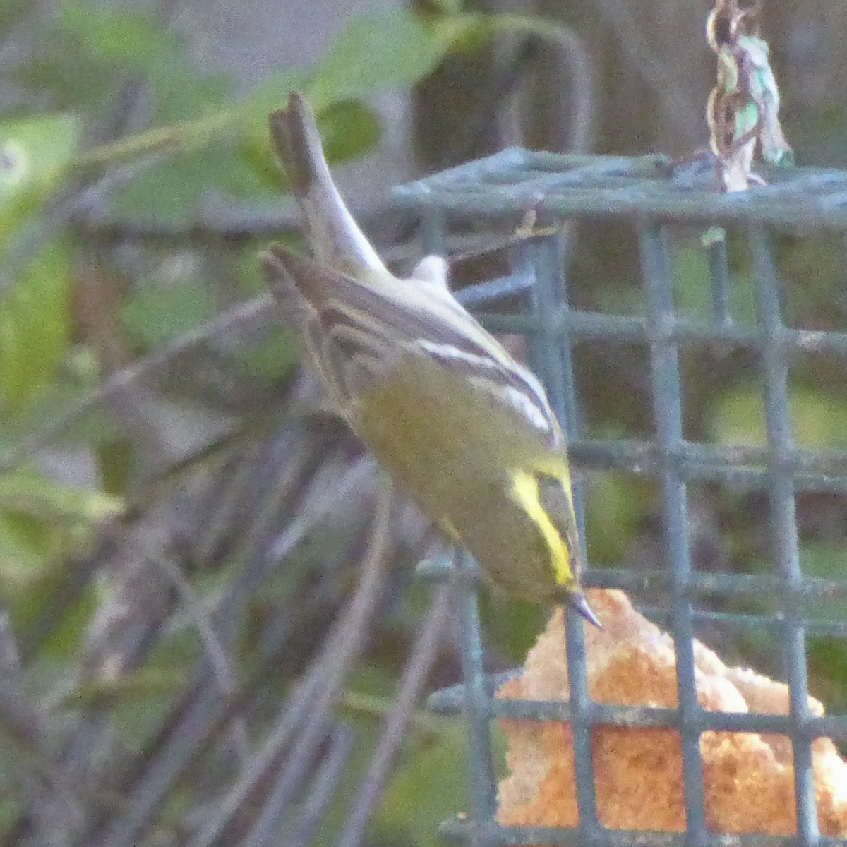 Townsend's Warbler - ML646802943
