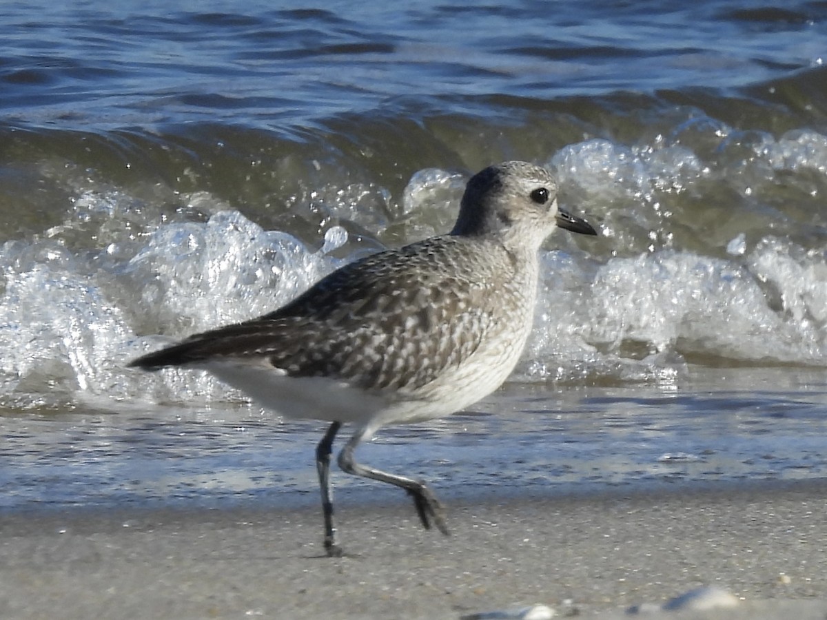 Gümüş Yağmurcun - ML646802944