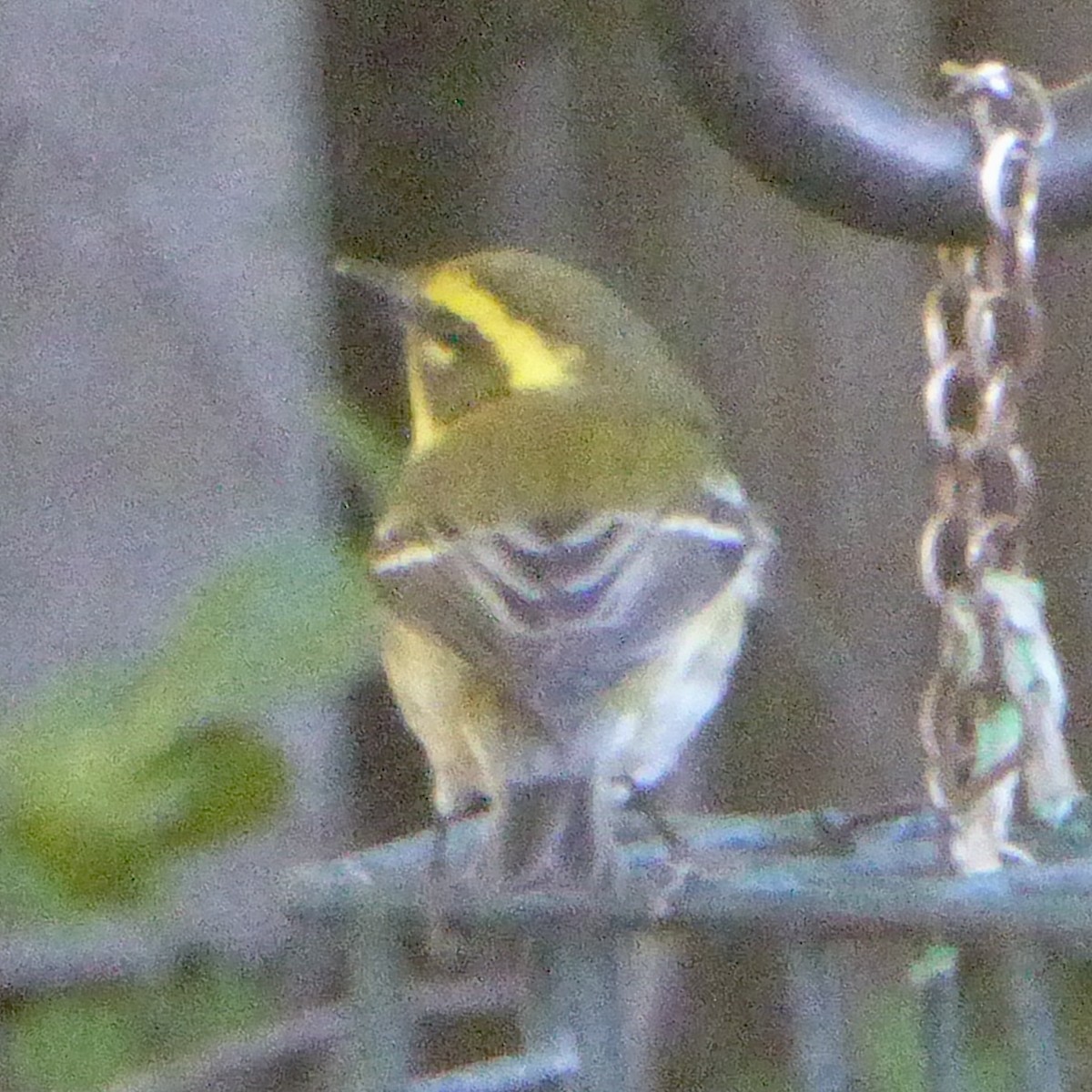 Townsend's Warbler - ML646802945
